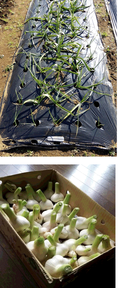 青森県にんにくタネ20Kg  大　消毒② 青森県にんにくタネ10Kg M 消毒