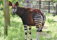 とぅきなおかぴって好きなお菓子って意味ですよね Yahoo 知恵袋