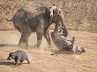 カバ ワニ ゾウ どれが1番強いですか ゾウが一番ですね 添付画像を見て Yahoo 知恵袋
