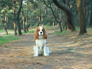 飼って１ヶ月ほど経つのに犬が全く吠えません 声を聞いたことがあ Yahoo 知恵袋