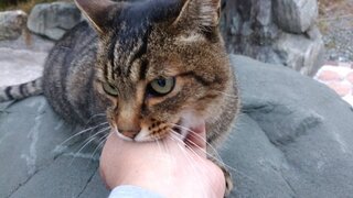 時々 猫に許容されると猫が考えるギリギリな強さ 当社比 で噛 Yahoo 知恵袋