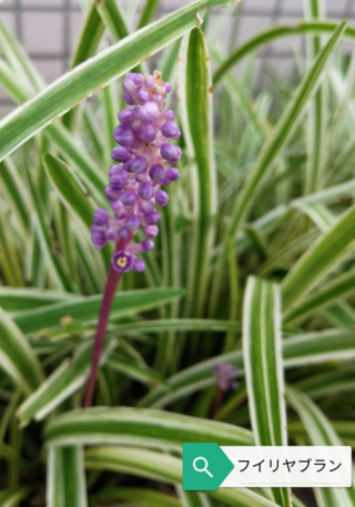 この植物は なんと言いますか 冬は 雪が積もり 0度を下回ることもありま Yahoo 知恵袋