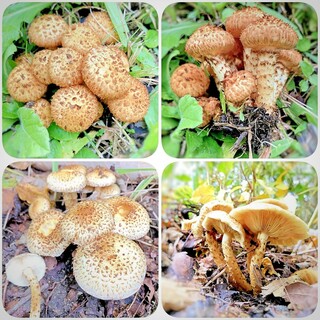 登山道で見つけたんですが このキノコの名前を 教えて下さい 木に生えて Yahoo 知恵袋