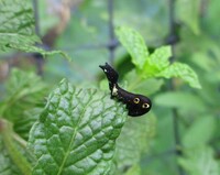 コンプリート トラツリアブ 可愛い 虫