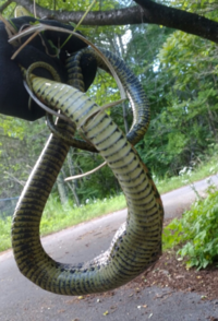 この蛇はヤマカガシですか 顔の画像あります Yahoo 知恵袋
