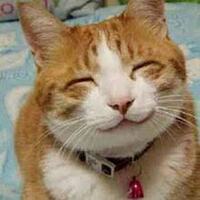 何で犬は笑うのに猫はいつも困り顔してるんですか Yahoo 知恵袋