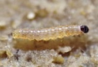 これはなんの虫の幼虫ですか オオタバコガ 蛾 かなにかの若齢幼虫ではな Yahoo 知恵袋