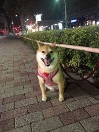 食糞する犬としない犬について 我が家の犬は食糞をする事がなく 例えば Yahoo 知恵袋