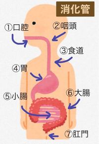 コンプリート 消化管 イラスト 消化管 イラスト フリー