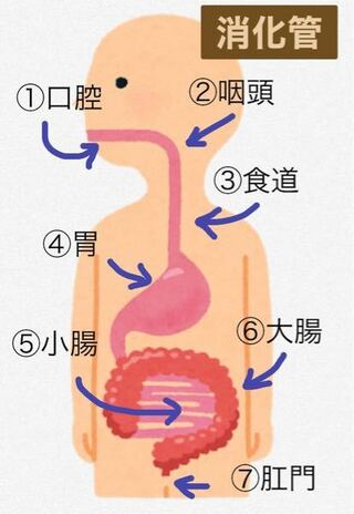 消化管と消化器官の違いが全くわかりません 簡単なイラストで説明して Yahoo 知恵袋