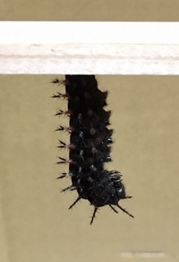 蛹になるのをこちらの都合で止めた芋虫はもう一度蛹になれますか Yahoo 知恵袋