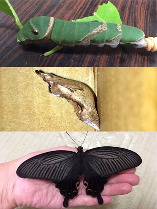 これはアゲハチョウの幼虫ですか クロアゲハの終齢幼虫です Yahoo 知恵袋