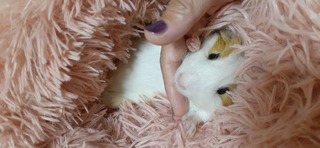 モルモットを飼い始めました撫でてるときにｷｭﾙｷｭﾙ鳴くのは嬉しい Yahoo 知恵袋