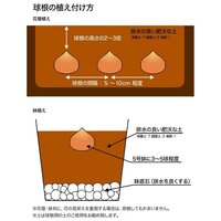牛乳パックでチューリップを育ててみたいのですが 具体的にどうすれば良いの Yahoo 知恵袋