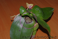 胡蝶蘭を日焼けさせてしまいました ブヨブヨになってしまった Yahoo 知恵袋