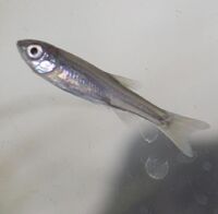 アブラハヤ 稚魚