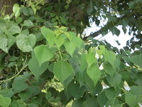 サルトリイバラ 山帰来 について 秋の赤い実を楽しみたいのですが 雌株だけで Yahoo 知恵袋