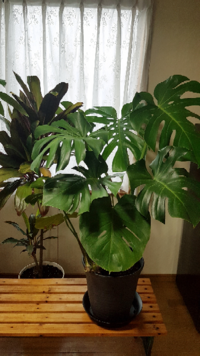 モンステラに元気がありません 土が乾いたら水やりをしてますが Yahoo 知恵袋