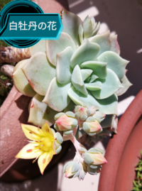 植物の名前を教えていただきたいです 多肉植物のエケベリア属だと Yahoo 知恵袋