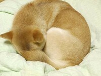 なぜ犬は丸まって寝るんですか 身体が柔軟だからです Yahoo 知恵袋