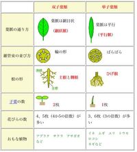 中学理科植物 写真のaが双子葉類でbが単子葉類だそうです なぜです Yahoo 知恵袋