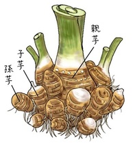 八つ頭 サトイモ は 関東でよく食べられるのですか 関西の市場ではあまり出回 Yahoo 知恵袋