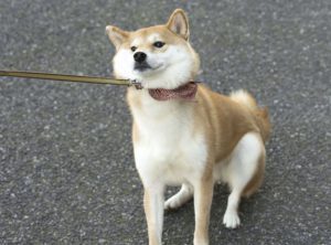 犬の散歩の時に引っ張る行為って虐待なんですか 動画配信サイ Yahoo 知恵袋