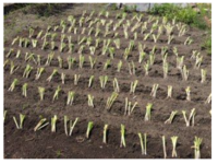 ネギを育てたいと思いスーパーや産直店で根っ子までついているネギを購入し下の Yahoo 知恵袋