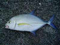 この魚はオニヒラアジの幼魚でしょうか 熱海港で釣りました Yahoo 知恵袋