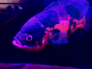 1センチ水槽で単独飼育したらめちゃめちゃかっこいい魚ってなんだと思 Yahoo 知恵袋
