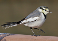 鳥はかわいいと思いますか かわいい セキレイって鳥が好き Yahoo 知恵袋