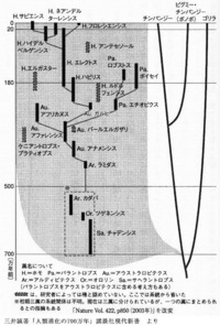 猿人 原人 旧人 新人と人間が進化 する間 今の猿 チンパンジ Yahoo 知恵袋