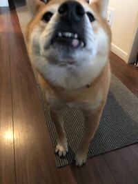 至急お願いいたします 犬の下唇 顎のところに擦り傷のようなも Yahoo 知恵袋