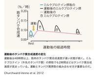 プロテインのゴールデンタイムの30分って最初の筋トレから30分以内な Yahoo 知恵袋