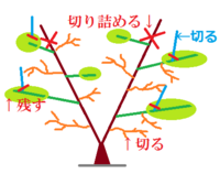 みかんの剪定について みかんの剪定って難しいのでしょうか 父が Yahoo 知恵袋