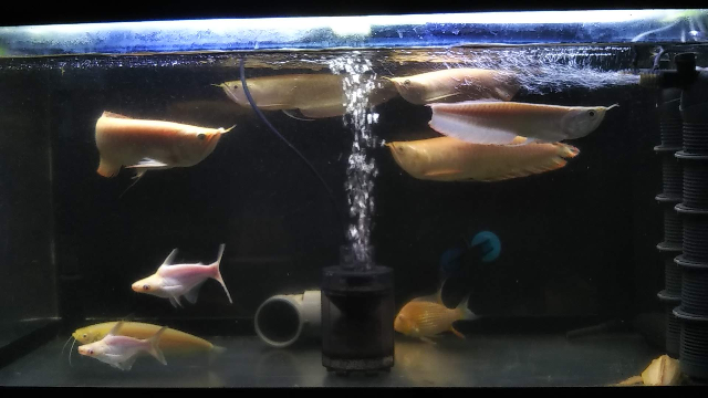 90×45×45の水槽でノーザンバラムンディを飼育したいという思いが 