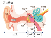 耳の中に虫が入った時の症状 耳の中に虫が入る夢を見ましたが 実際 Yahoo 知恵袋