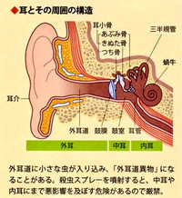 耳の中に虫が入った時の症状 耳の中に虫が入る夢を見ましたが 実際 Yahoo 知恵袋