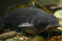 河ふぐはどんなんだ 河ふぐ チャネルキャットフィッシュ 北アメリカミ Yahoo 知恵袋