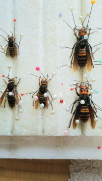 フユシャク の標本について先日フユシャク を捕まえたのですが 標本の作り Yahoo 知恵袋