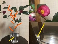 椿の蕾がついた枝 お花屋さんが切ってくれたやつ をもらったので とりあえず Yahoo 知恵袋