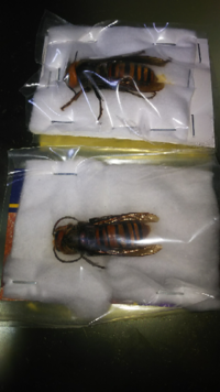 冷凍された蜂をいただいたのですが どのようにすれば長期保存できるでしょうか Yahoo 知恵袋