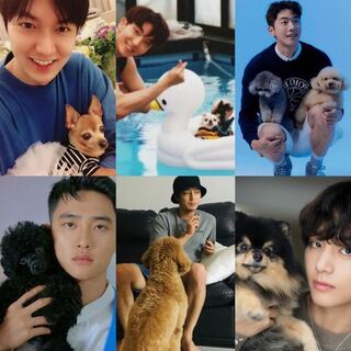 韓国の芸能人を初め インスタなどで飼っている犬の写真をあげて Yahoo 知恵袋