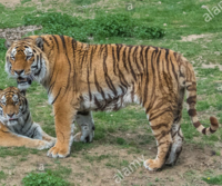 最強の地上動物は アフリカゾウサイカババッファローキリン熊 Yahoo 知恵袋