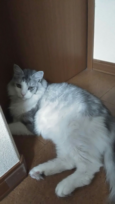 猫のおやつチュールについて。 - 猫に与えるチュールなのですが 