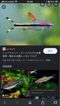 90cm水槽で飼えるけっこう泳ぐ魚を教えてください レッドライントーピー Yahoo 知恵袋