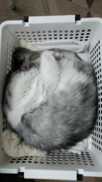 ただ普通に飼うだけの猫で血統書付きは何か意味がありますか な Yahoo 知恵袋
