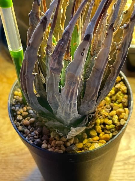 アガベのユタエンシスをメルカリで購入しましたた。 - 届くと下葉の何