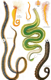 ゴカイを産んだことありますか はい いっぱい産んで釣具店 Yahoo 知恵袋