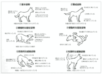 猫や犬を軽く叩くように撫でる方をみてると何処か雑に感じるのは私だ Yahoo 知恵袋